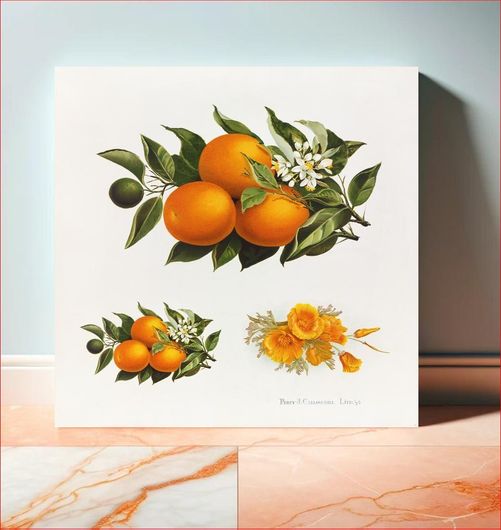 Πίνακας Oranges and poppies (1895), vintage fruit illustration by Percy J. Callowhill Lith. '95 50x50