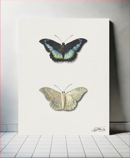 Πίνακας Boven- en onderaanzicht van een vlinder by Georgius Jacobus Johannes van Os (1782–1861) 20x30