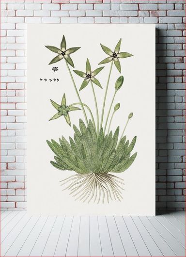 Πίνακας Tridentea pedunculata (Masson) L.C. Leach: Stapelia (1777–1786) by Robert Jacob Gordon 40x65