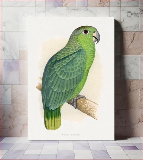 Πίνακας Mealy Amazon (Amazona farinosa) colored wood-engraved plate by Alexander Francis Lydon 60x90