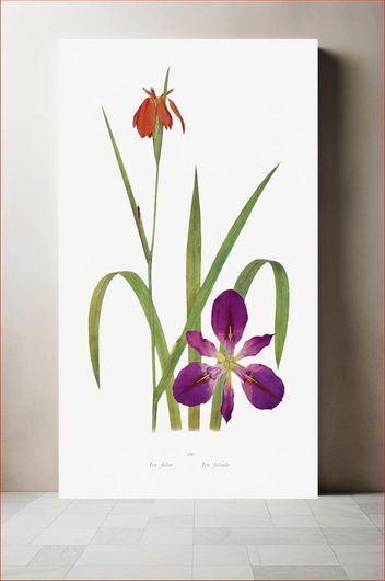 Πίνακας Iris Fulva and Iris Fulvala from The genus Iris by William Rickatson Dykes (1877-1925) 40x50