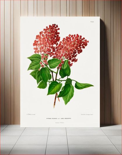 Πίνακας Syringa Vulgaris Var Aline Mocqueris chromolithograph plates by Abraham Jacobus Wendel 100x150