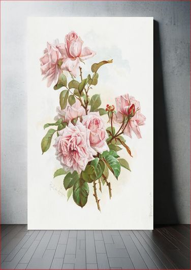 Πίνακας Pink roses; La France roses (1861–1897), vintage flower illustration by J. Bleischwitz 70x100
