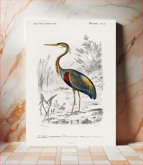 Πίνακας Purple heron (Ardea purpurea) illustrated by Charles Dessalines D' Orbigny (1806-1876) 60x90