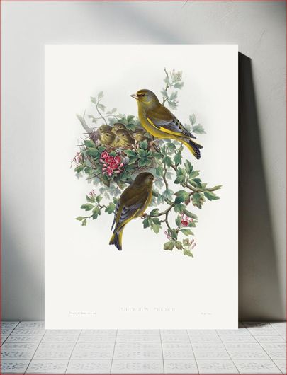 Πίνακας Ligurinus chloris; Greenfinch (1804–1902) by John Gould and Henry Constantine Richter 80x120