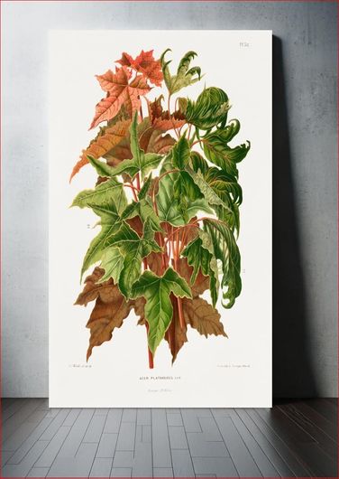Πίνακας The Norway maple (Acer Platanoides) chromolithograph plates by Abraham Jacobus Wendel 80x120