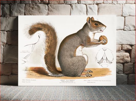 Πίνακας Gray squirrel, Northern gray, Sciurus migratorius (1872), vintage animal illustration 90x60