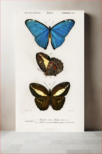 Πίνακας Different types of butterfly illustrated by Charles Dessalines D' Orbigny (1806-1876) 80x120