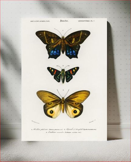 Πίνακας Different types of butterfly illustrated by Charles Dessalines D' Orbigny (1806-1876) 70x100