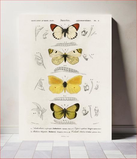 Πίνακας Different types of butterfly illustrated by Charles Dessalines D' Orbigny (1806-1876) 80x120