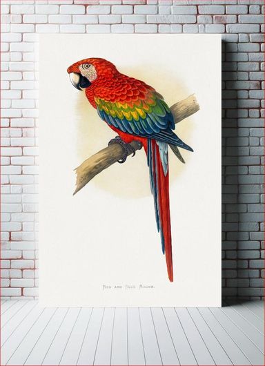 Πίνακας Red and Blue Macaw (Ara macao) colored wood-engraved plate by Alexander Francis Lydon 30x40