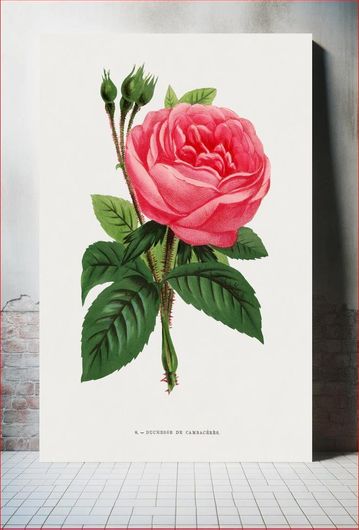 Πίνακας Duchesse of Cambacérès rose, vintage flower illustration by François-Frédéric Grobon 80x120