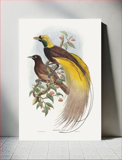 Πίνακας Bird of Paradise; Paradisea apoda (1804–1908) by John Gould and William Matthew Hart 70x100