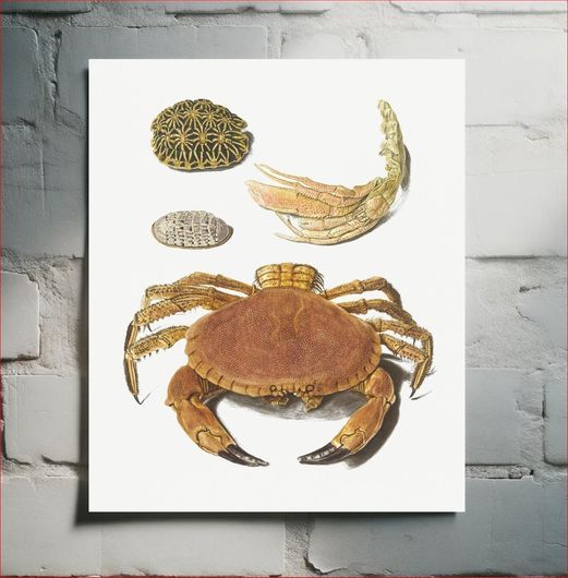 Πίνακας A Crab, a pair of crab claws and two turtle shells by Johann Gustav Hoch (1716–1779) 70x100