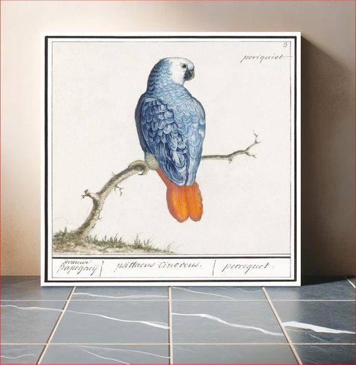 Πίνακας Gray red-tailed parrot, psittacus erithacus (1596–1610) by Anselmus Boëtius de Boodt 50x50