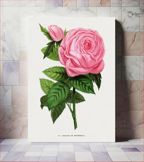Πίνακας Baroness of Rothschild rose, vintage flower illustration by François-Frédéric Grobon 50x80