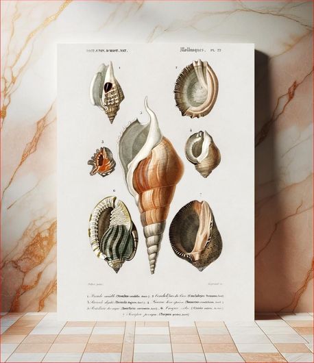 Πίνακας Different types of mollusks illustrated by Charles Dessalines D' Orbigny (1806-1876) 120x180