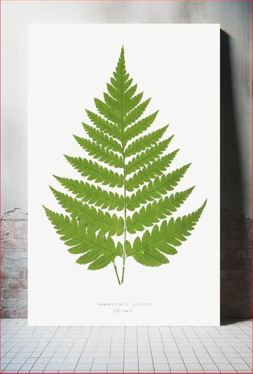 Πίνακας Acrostichum Alienum from Ferns: British and Exotic (1856-1860) by Edward Joseph Lowe 50x80