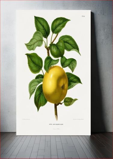 Πίνακας Appel Var. Nelson's Glory (Apple) chromolithograph plates by Abraham Jacobus Wendel 80x120