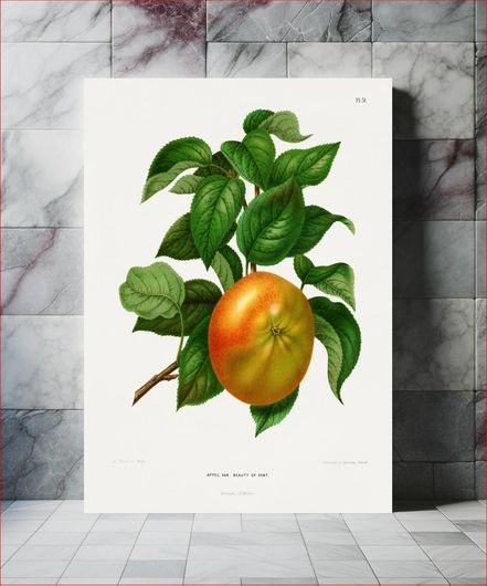 Πίνακας Appel Var. Beauty of Kent (Apple) chromolithograph plates by Abraham Jacobus Wendel 120x180