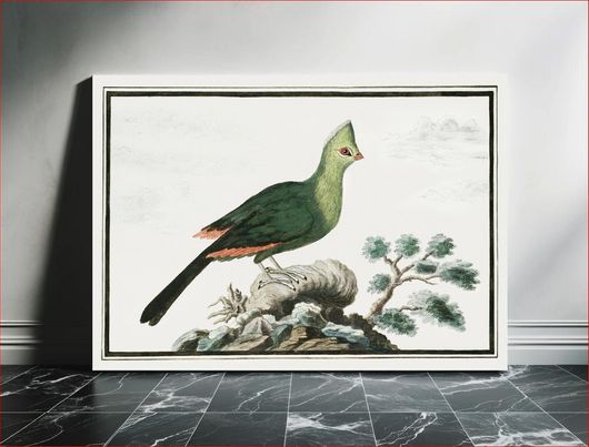 Πίνακας Tauraco corythai: Knysna turaco or Knysna lourie (1777–1786) by Robert Jacob Gordon 65x40