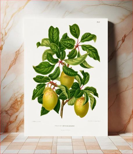 Πίνακας Pruim Var Coe's Goldendrop (Plum) chromolithograph plates by Abraham Jacobus Wendel 30x40