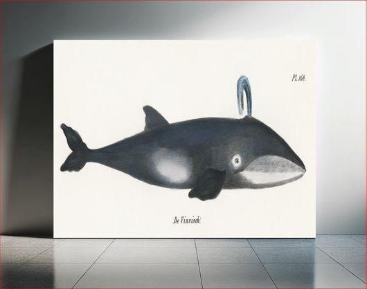 Πίνακας Whale from Natural History Pictures of the Mammals (1824) by Heinrich Rudolf Schinz 200x130