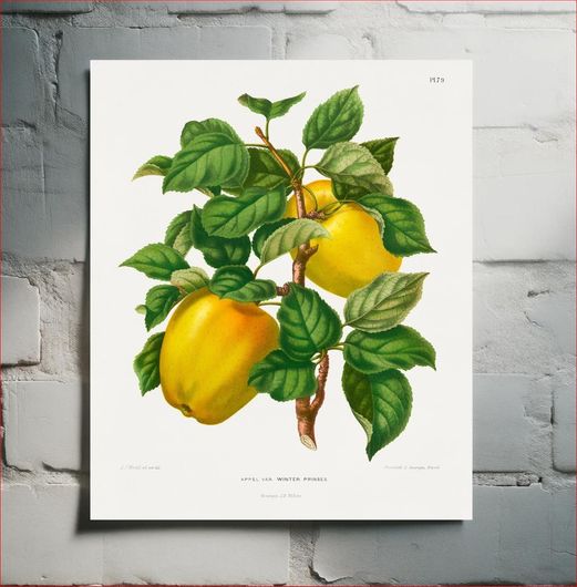 Πίνακας Appel Var. Winter Prinses (Apple) chromolithograph plates by Abraham Jacobus Wendel 20x30