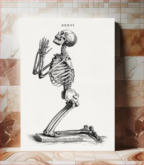 Πίνακας Human skeleton kneeling in prayer (1733), vintage illustration by William Cheselden 130x200