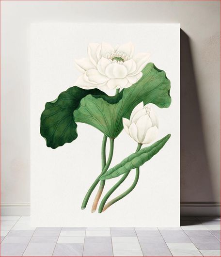 Πίνακας East Indian Lotus (Nelumbo nucifera) (19th century), vintage botanical illustration 115x170