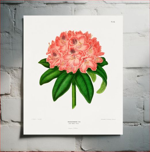 Πίνακας Rhododendron Hyb. Lady Emily Peel chromolithograph plates by Abraham Jacobus Wendel 120x180