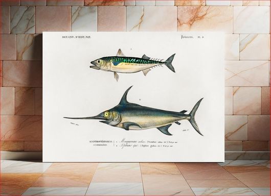 Πίνακας Different types of fishes illustrated by Charles Dessalines D' Orbigny (1806-1876) 80x50