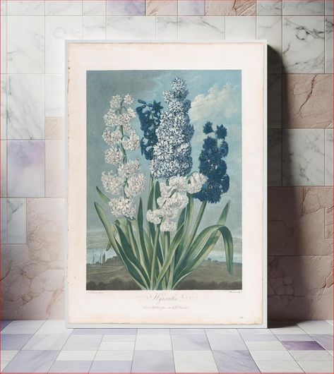 Πίνακας Hyacinths, from "The Temple of Flora, or Garden of Nature" by Robert John Thornton 30x40