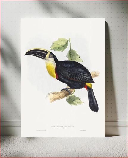 Πίνακας Osculant Toucan; Ramphastos osculans by John Gould (1804–1881) and Elizabeth Gould 70x100