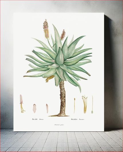 Πίνακας Aloe Ferox Image from Histoire des Plantes Grasses (1799) by Pierre-Joseph Redouté 40x50