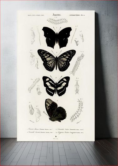 Πίνακας Collection of butterflies illustrated by Charles Dessalines D' Orbigny (1806-1876) 100x150