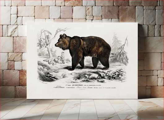 Πίνακας Brown Bear (Ursus Arctos) illustrated by Charles Dessalines D' Orbigny (1806-1876) 200x130