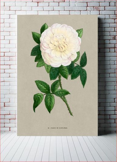 Πίνακας Marie de Saint-Jean rose, vintage flower illustration by François-Frédéric Grobon 40x50