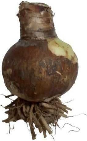 Βολβός 16527 Αμαρυλλίδα Διπλή 8 εκ.