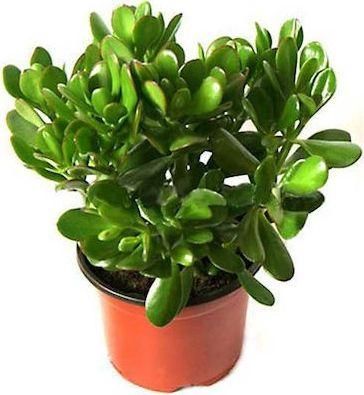 Κράσουλα 22cm Ø12cm