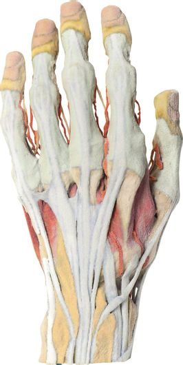 Πρόπλασμα Erler Zimmer Χέρι 3D