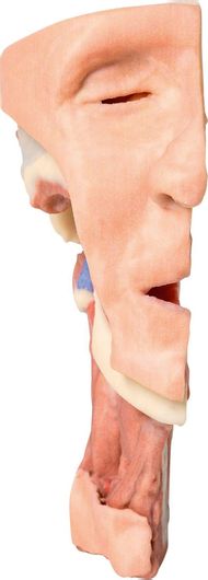 Πρόπλασμα Erler Zimmer Πρόσωπο Στοματική Κοιλότητα Βαθιά Διατομή 3D