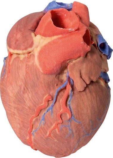 Πρόπλασμα Erler Zimmer MP1700 Καρδιά 3D