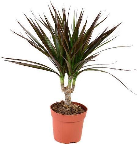 Δράκαινα Μαρτζινάτα Agrosmart ΑΝΘ005 60cm