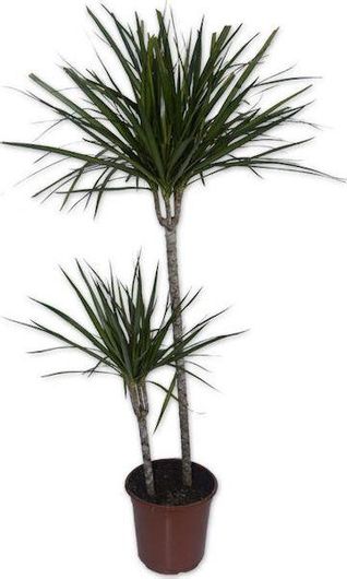 Δράκαινα Μαρτζινάτα Διπλή Dracaena Marginata 80cm Ø18cm
