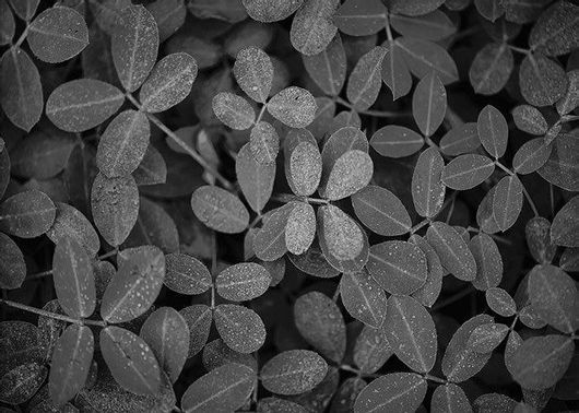 Αφίσα Σεφλέρα Νάνα 20x15cm