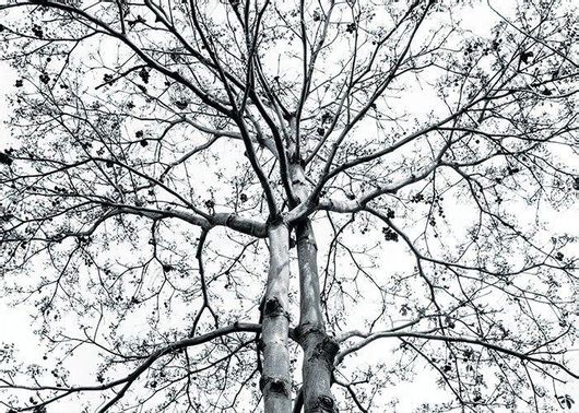 Αφίσα Ξερή Φύση 20x15cm