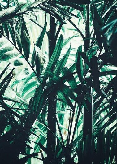 Αφίσα Δάσος με Τροπικά Φυτά 70x100cm