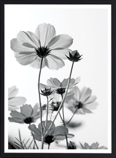 Αφίσα Ασπρόμαυρο Λουλούδι σε Μαύρη Κορνίζα Ξύλου Πεύκου 40x50cm