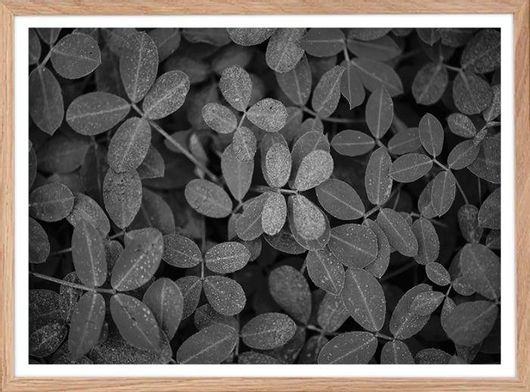 Αφίσα Σεφλέρα Νάνα σε Φυσική Κορνίζα Ξύλου Αγιούς 50x40cm